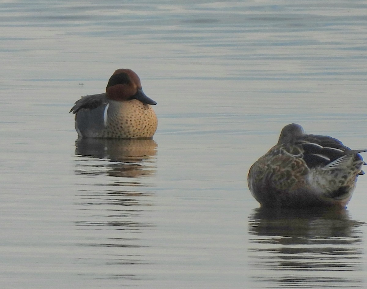 Green-winged Teal - ML626010129
