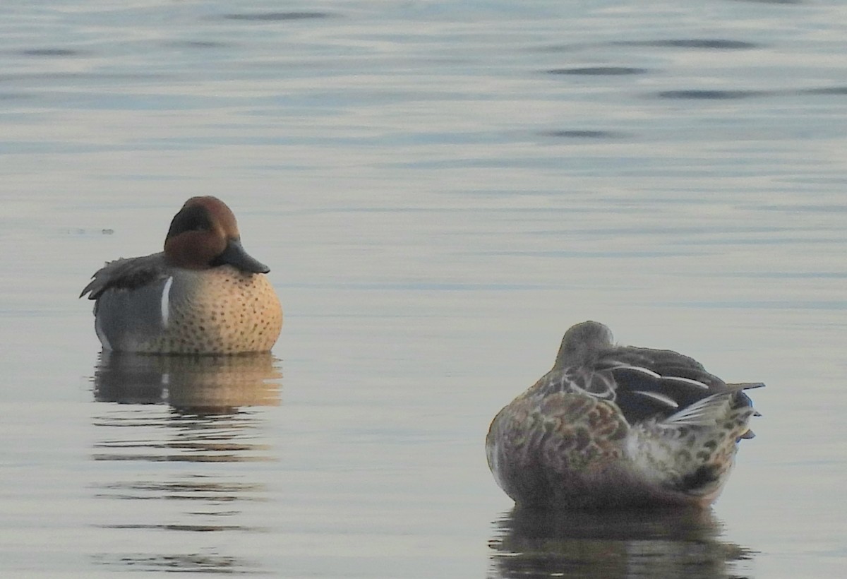 Green-winged Teal - ML626010130