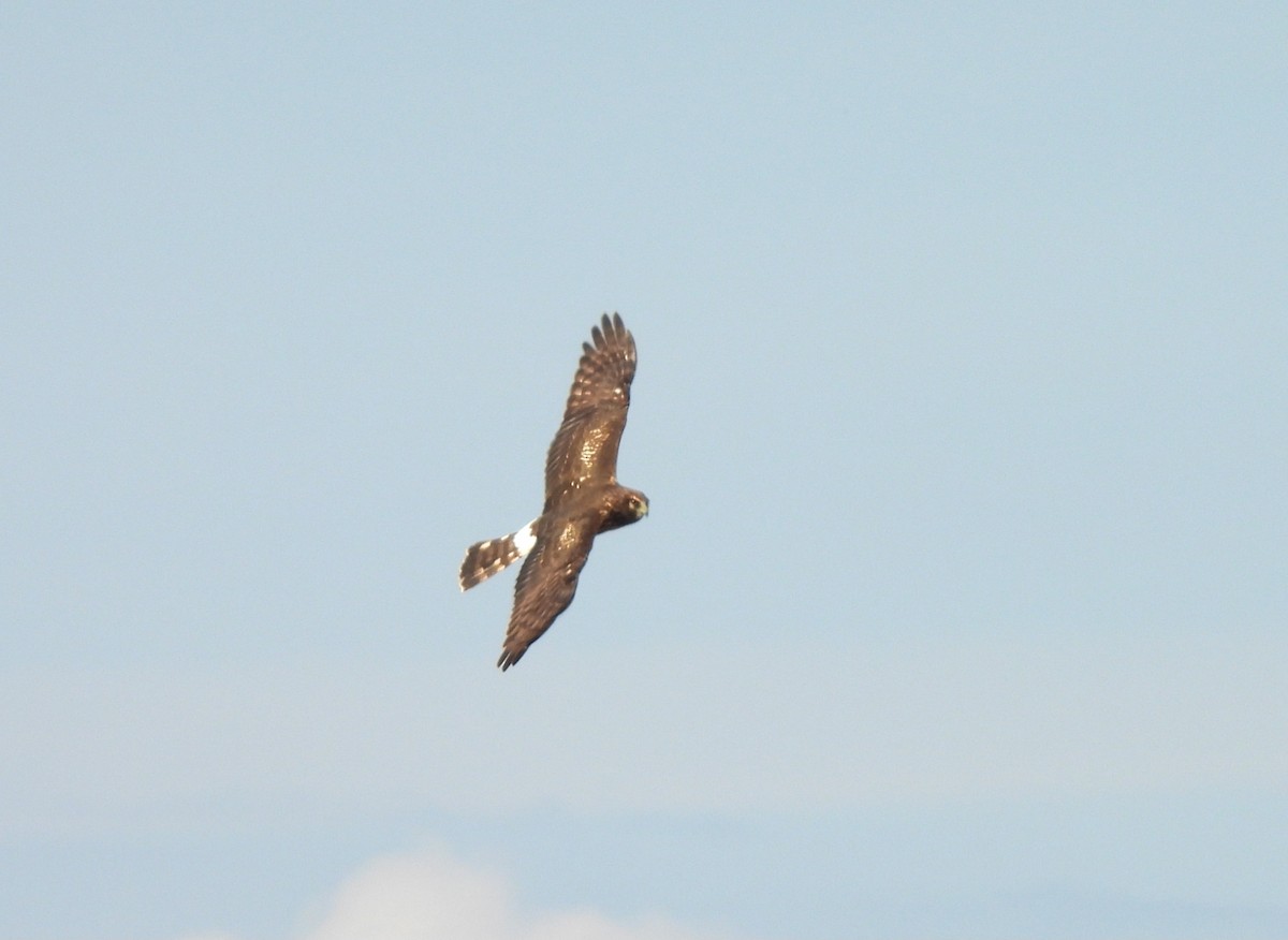 Northern Harrier - ML626010173