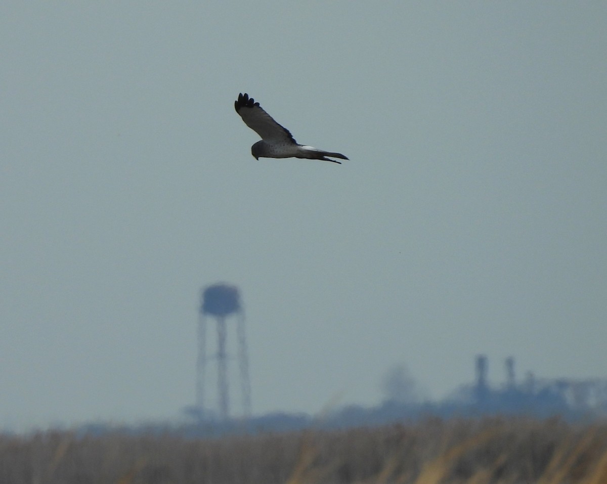 Northern Harrier - ML626010174