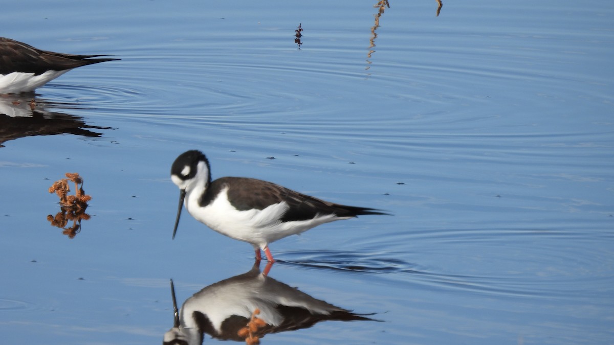 Black-necked Stilt - ML626010244