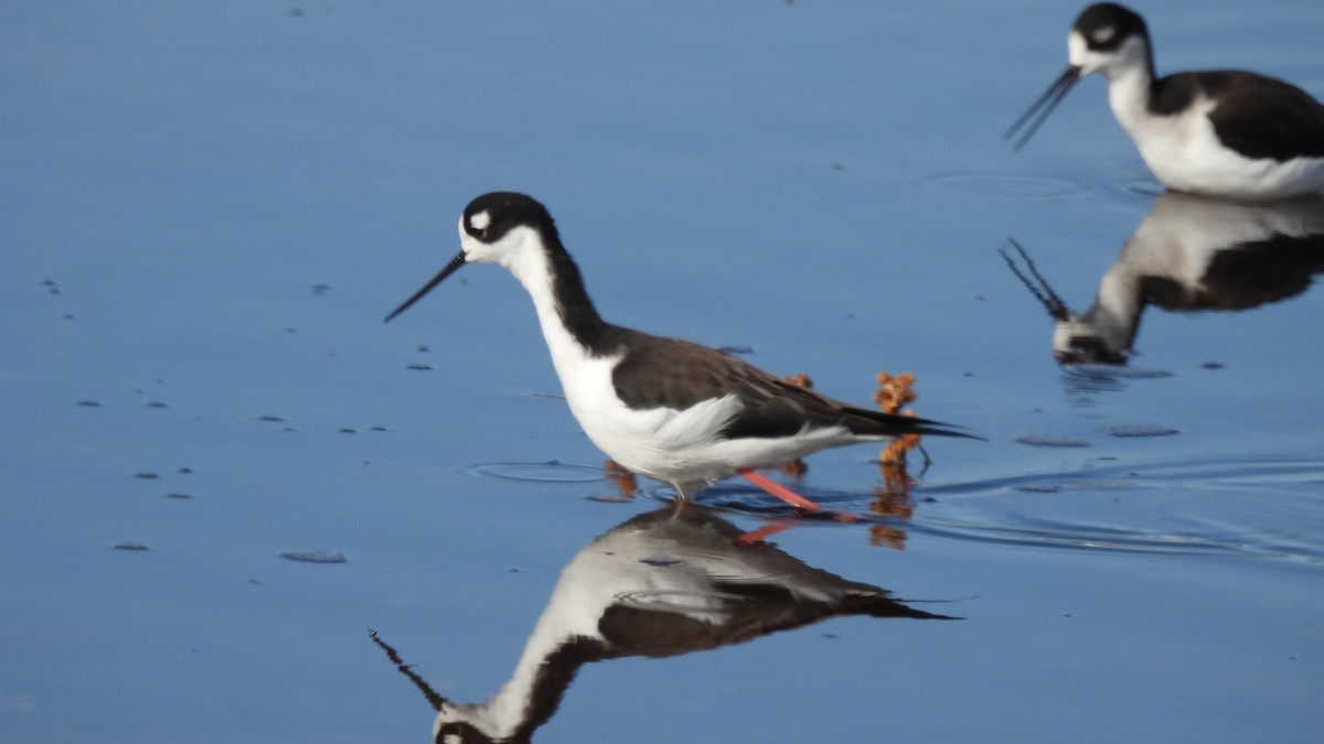 Black-necked Stilt - ML626010245