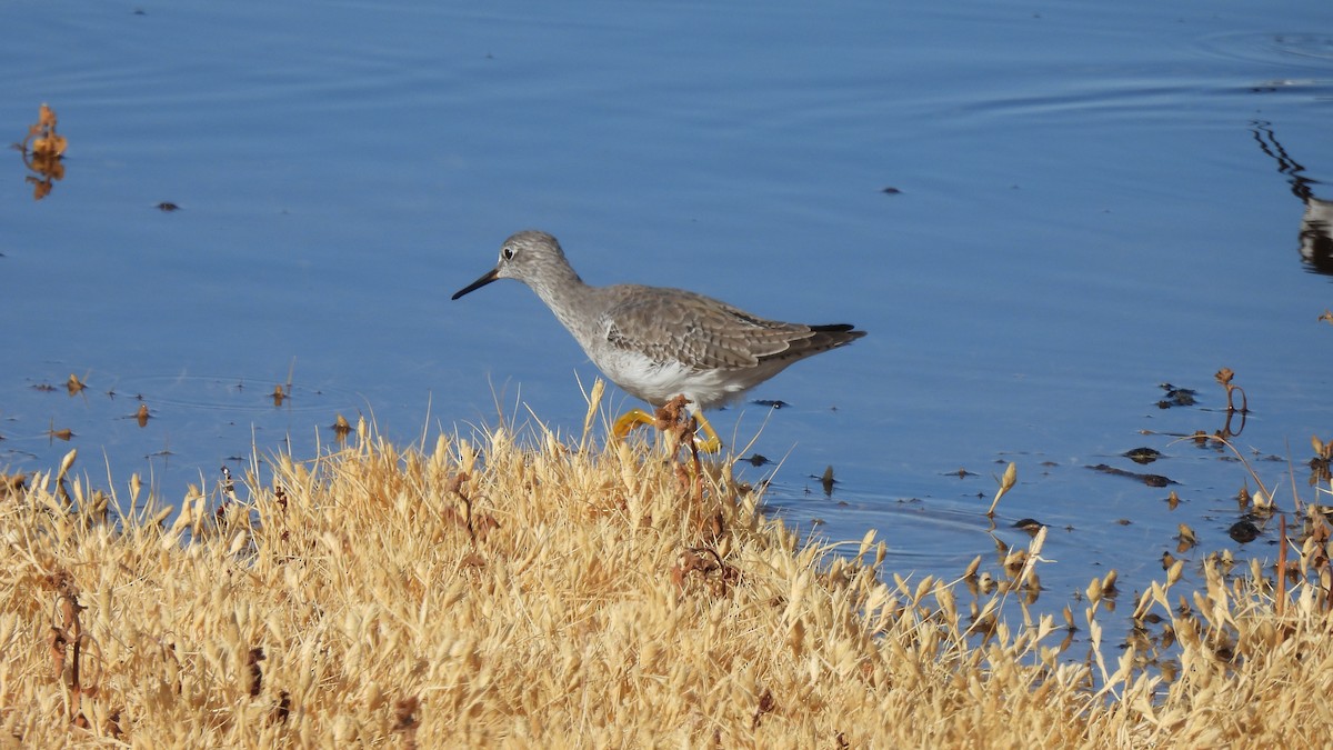 Greater Yellowlegs - ML626010259