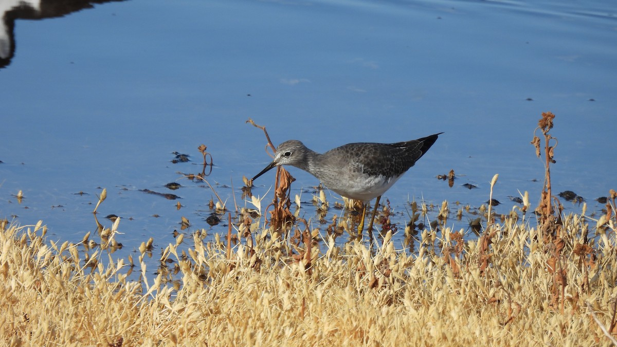 Greater Yellowlegs - ML626010262