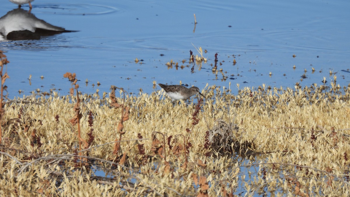 Least Sandpiper - ML626010267