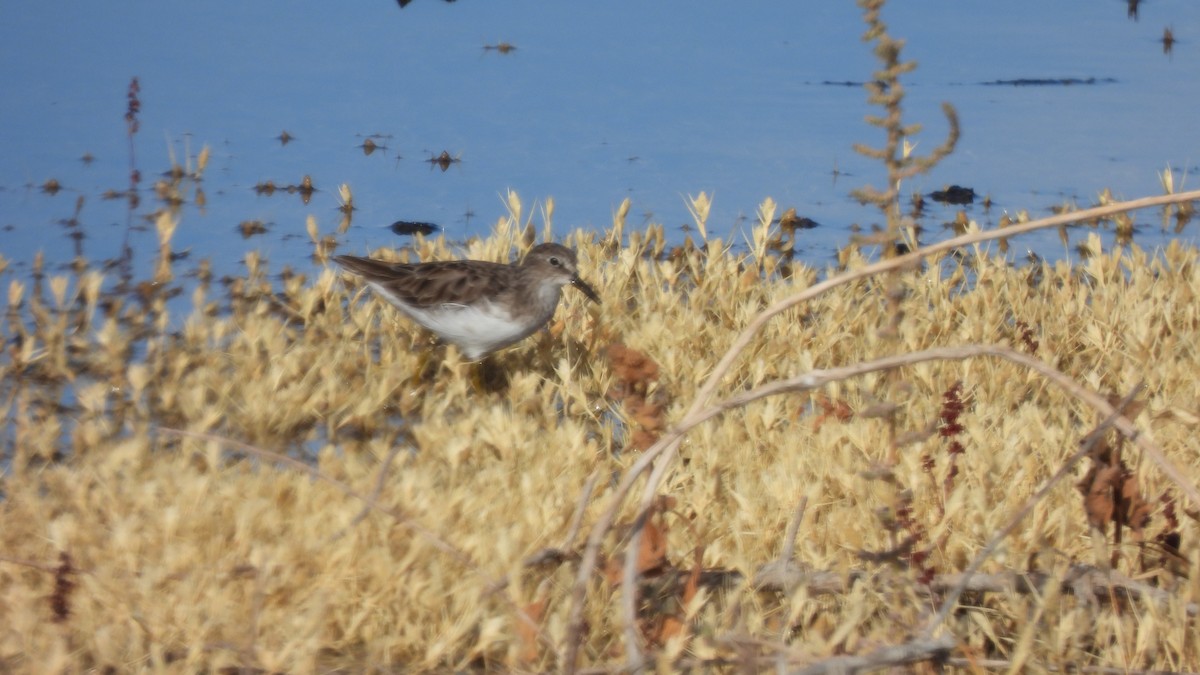 Least Sandpiper - ML626010268