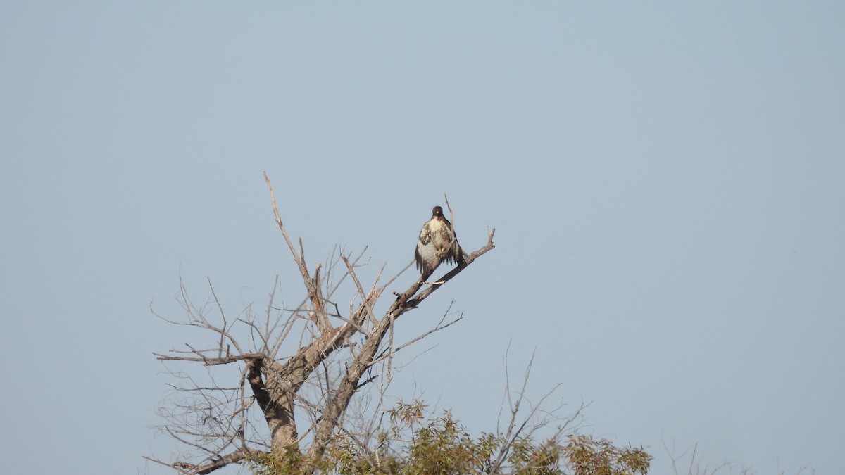 Red-tailed Hawk - ML626010278