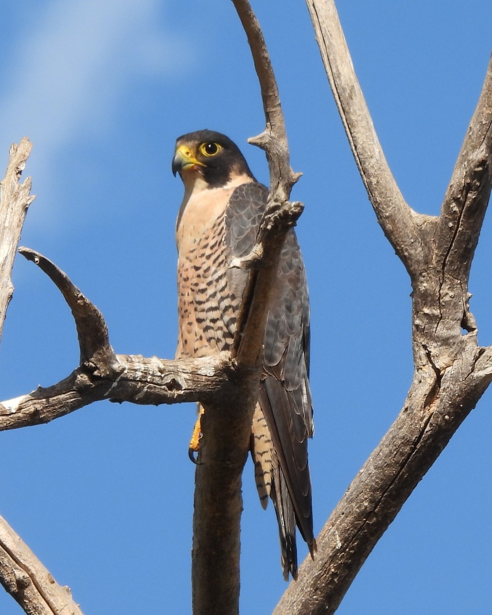 Peregrine Falcon - ML626010294