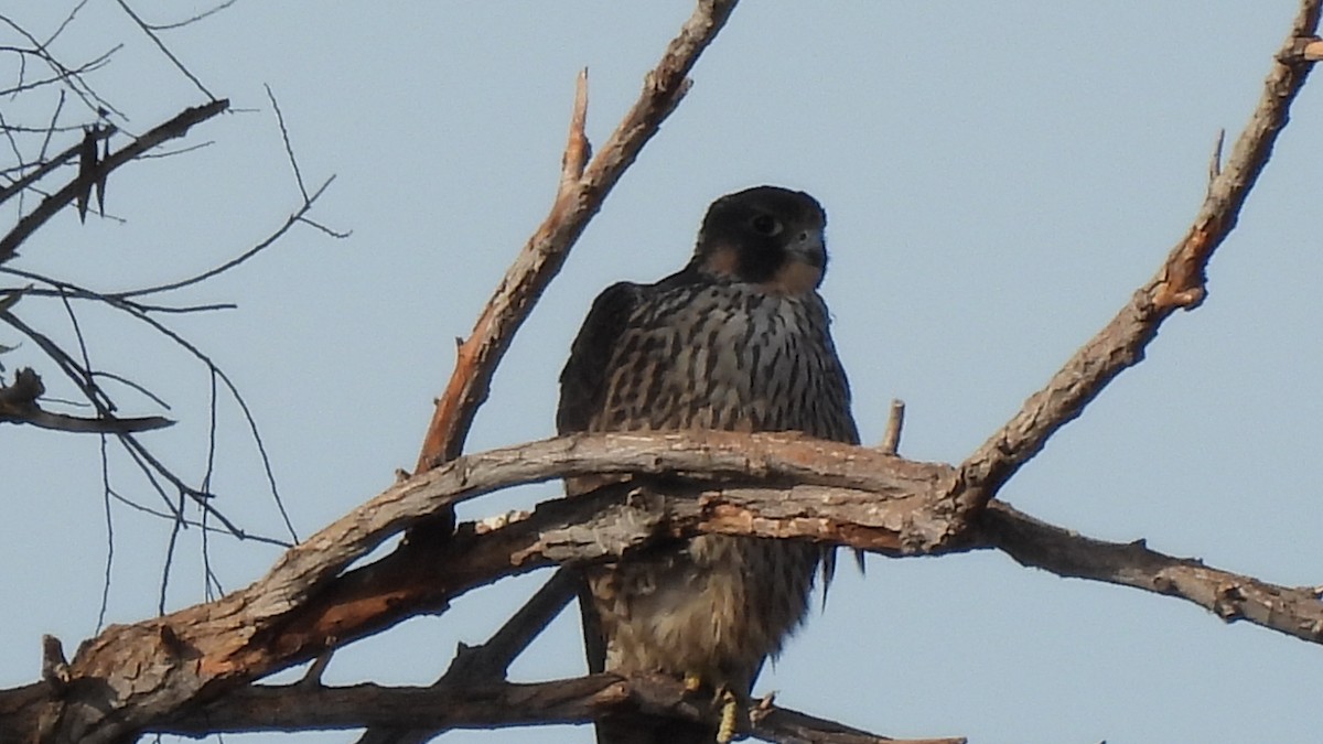 Peregrine Falcon - ML626010295