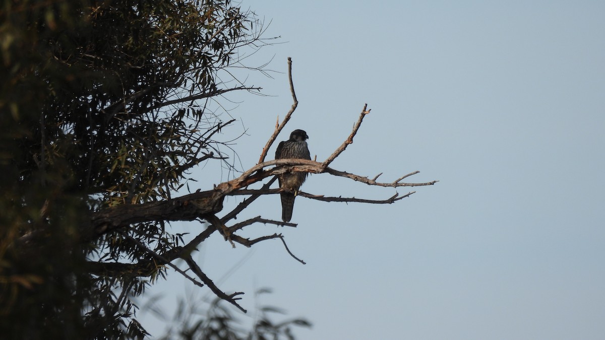 Peregrine Falcon - ML626010296