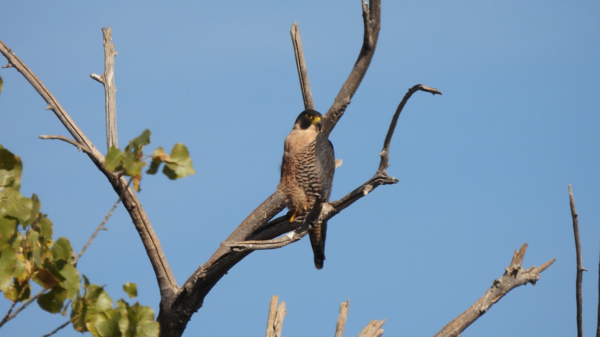 Peregrine Falcon - ML626010297