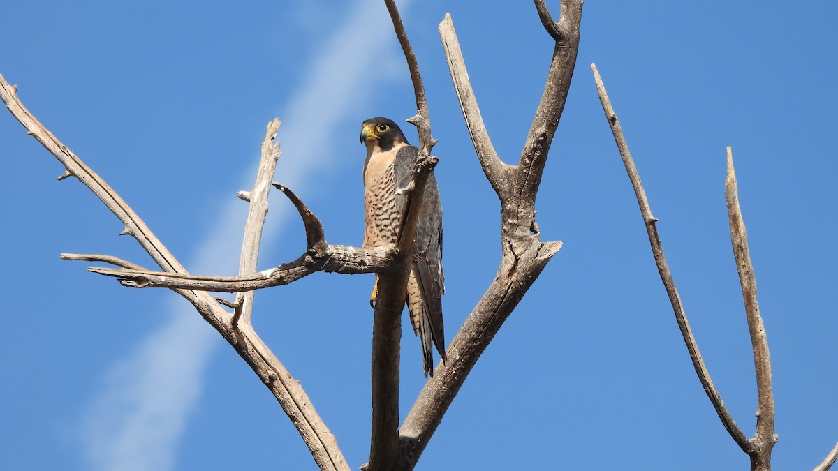 Peregrine Falcon - ML626010298