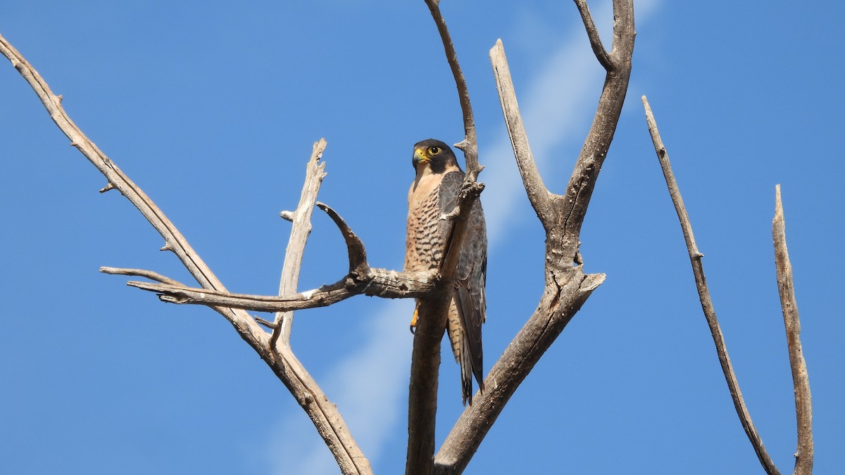 Peregrine Falcon - ML626010299