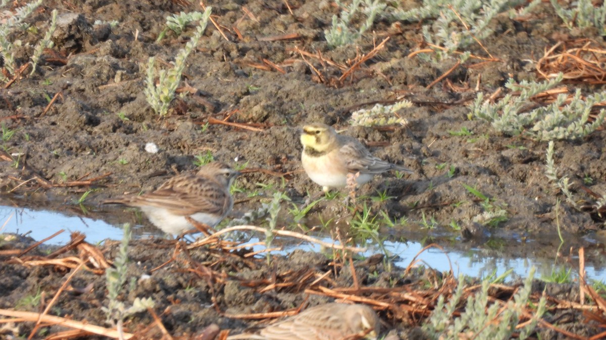 Horned Lark - ML626010301