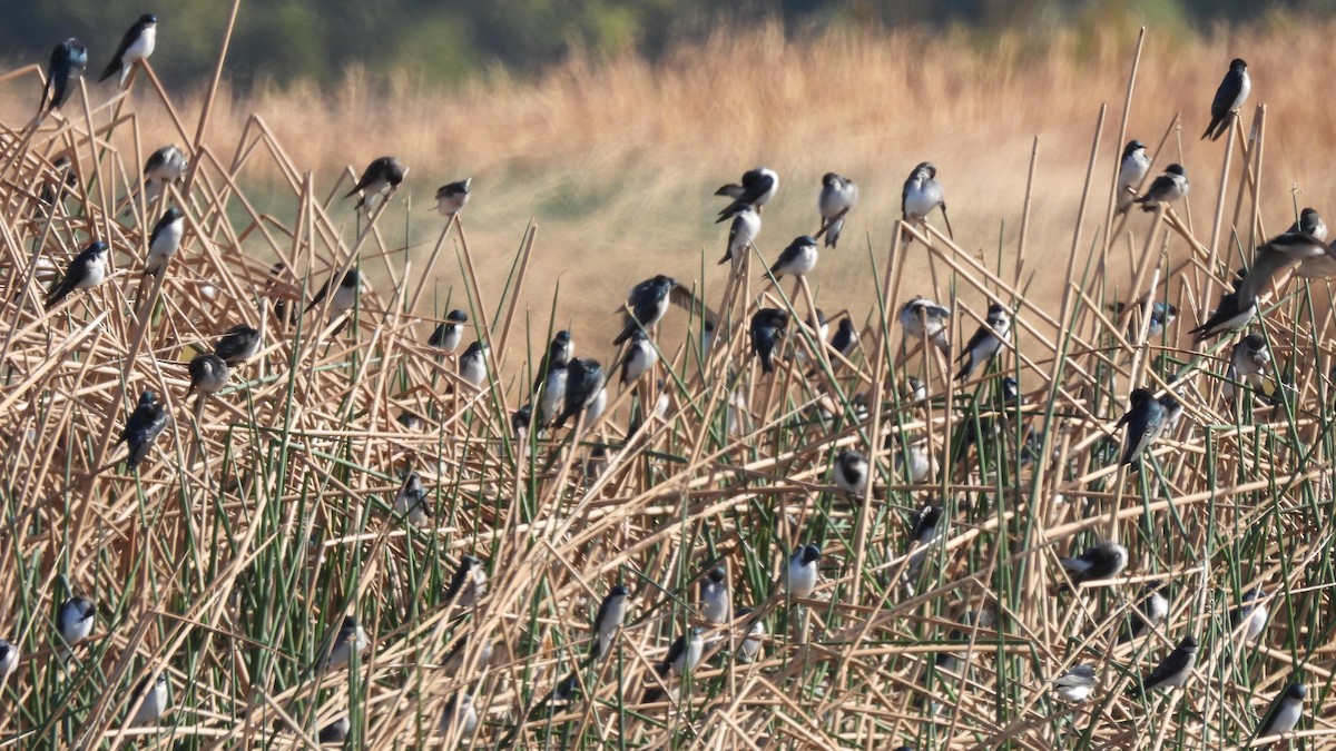 Tree Swallow - ML626010306