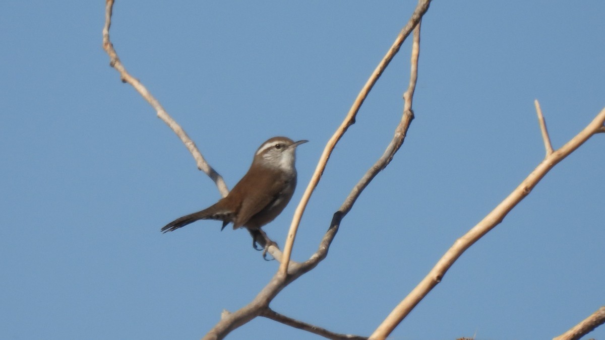 Bewick's Wren - ML626010312