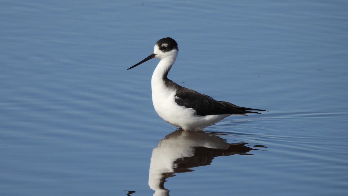 Black-necked Stilt - ML626010322