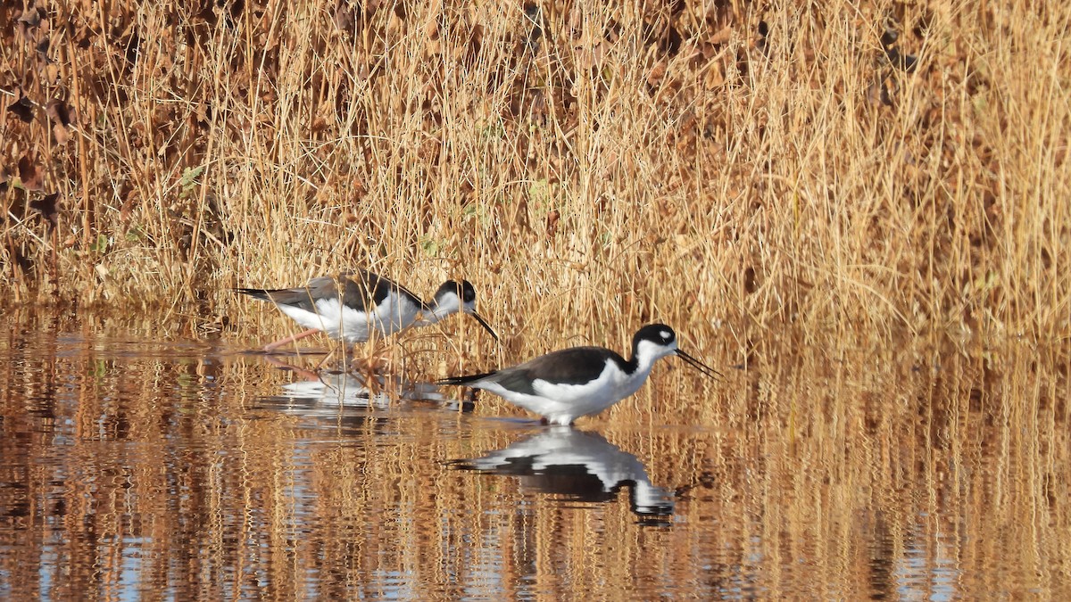 Black-necked Stilt - ML626010323