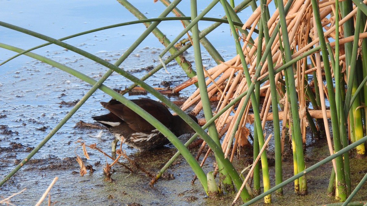 Common Gallinule - ML626010343