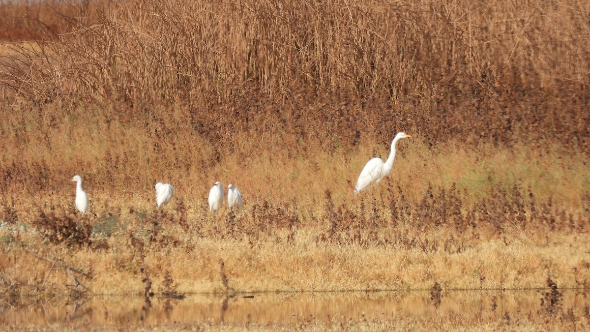 Western Cattle-Egret - ML626010349