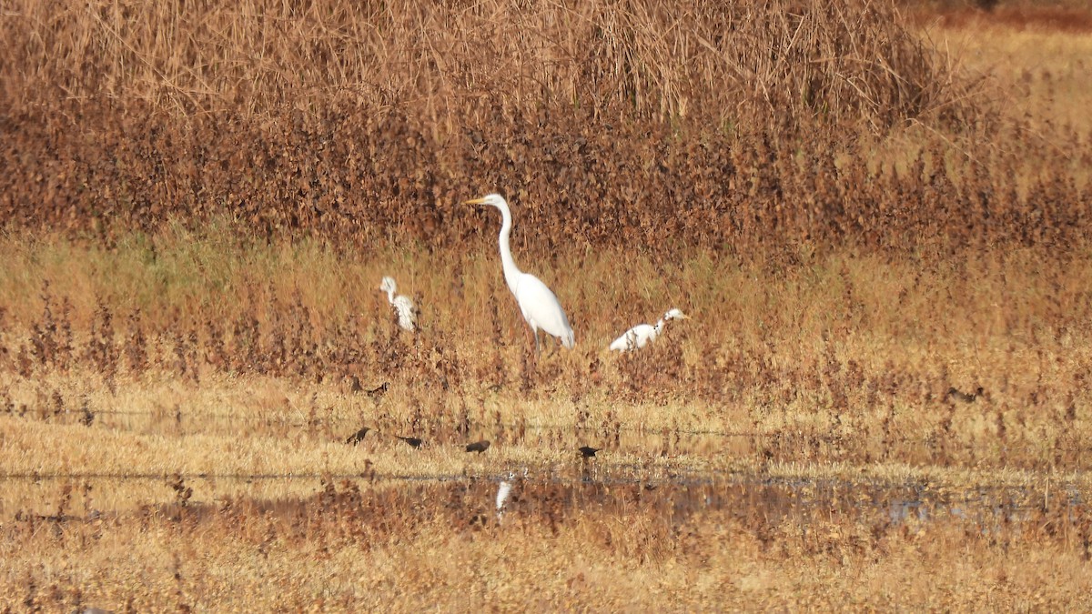 Western Cattle-Egret - ML626010350