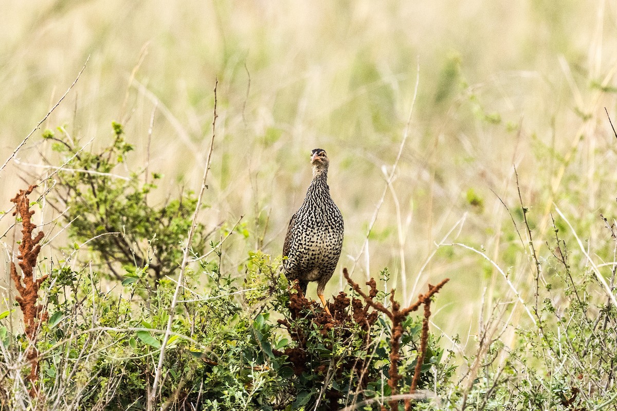 Francolin à bec jaune - ML626010398