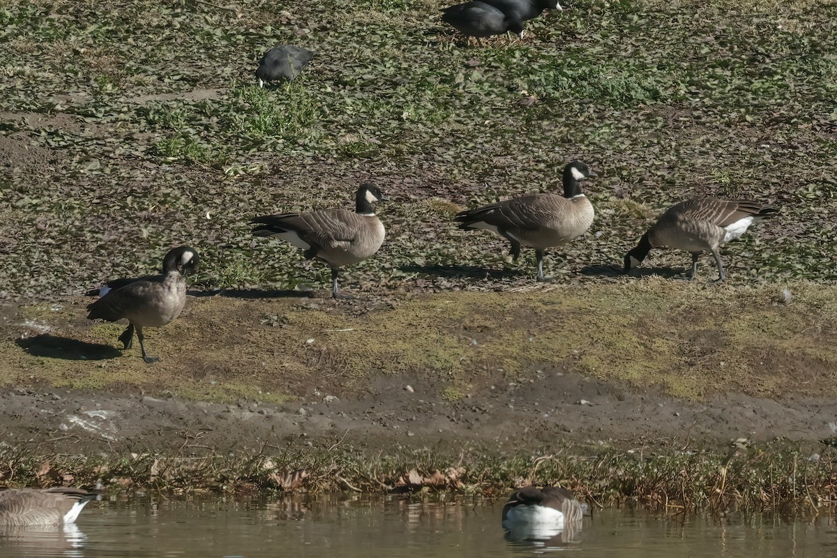 Cackling Goose - ML626010542