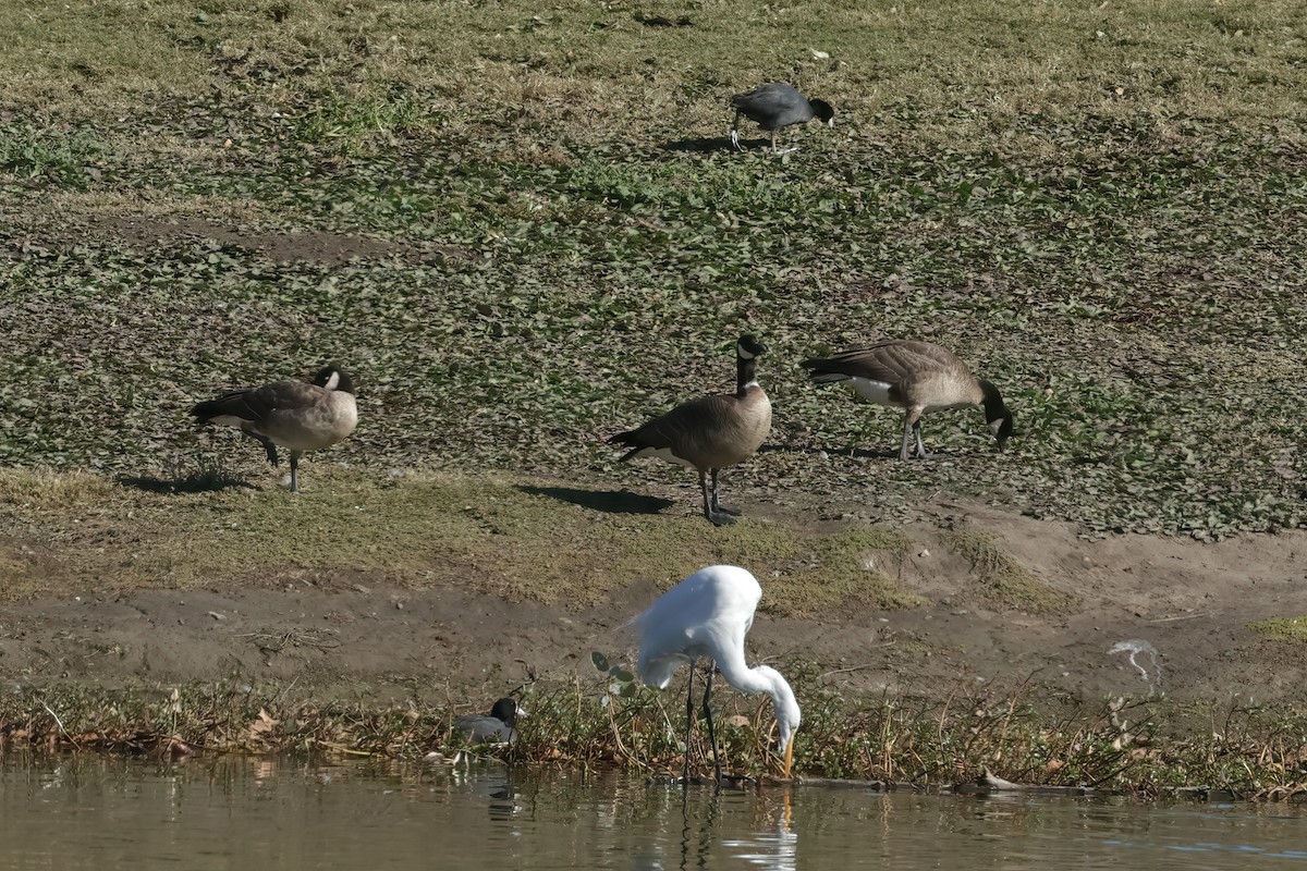 Cackling Goose - ML626010555