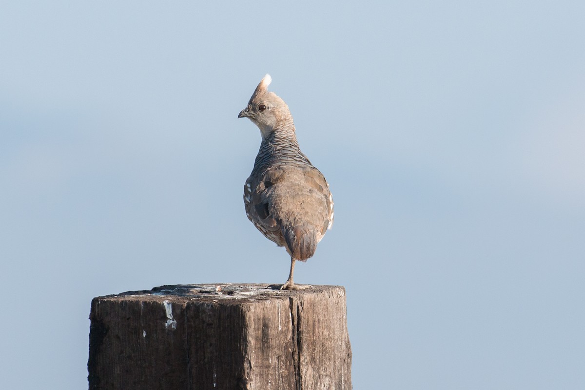 Scaled Quail - ML62601061