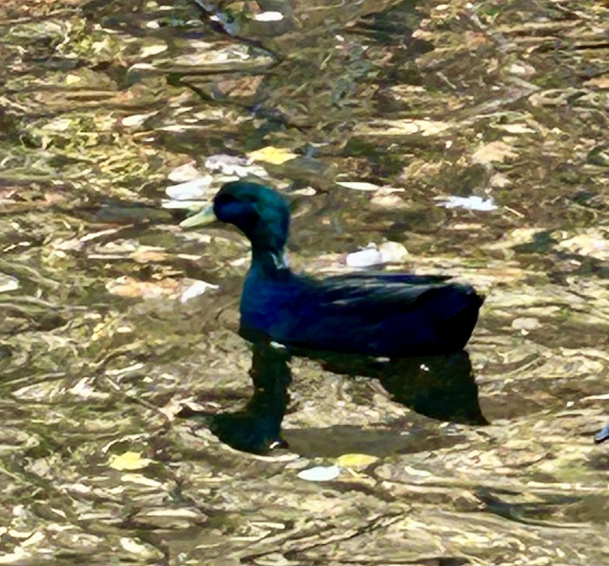 Mallard x American Black Duck (hybrid) - ML626010635