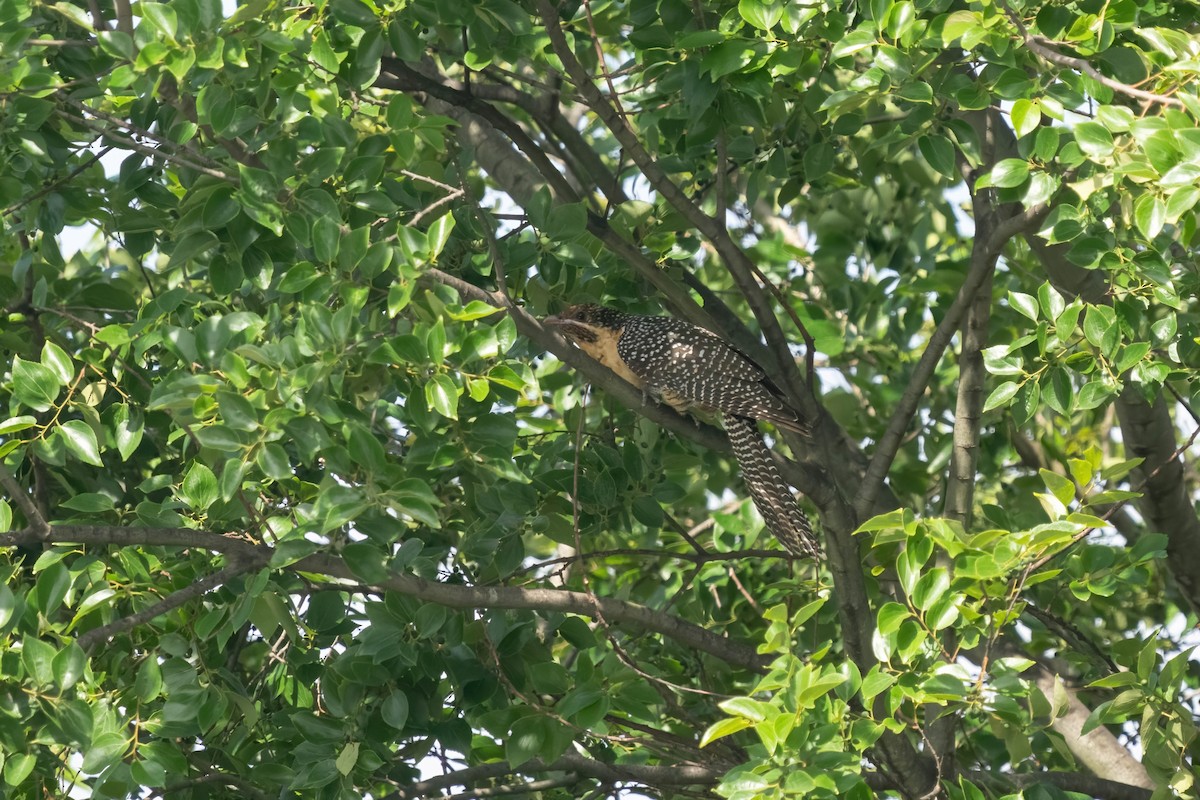 Pacific Koel - ML626010645