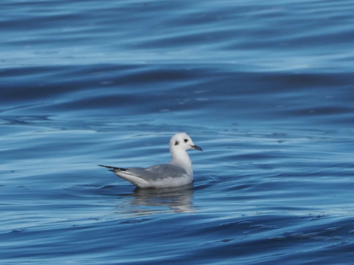 Bonaparte's Gull - ML626010653