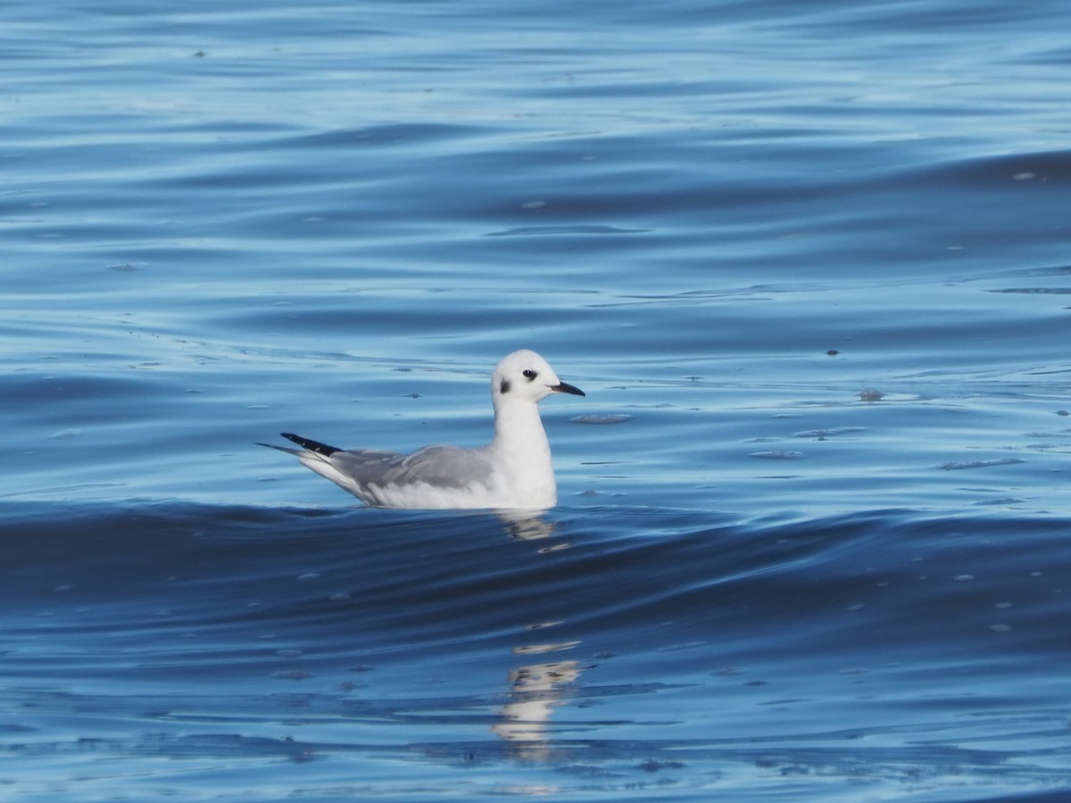 Bonaparte's Gull - ML626010654