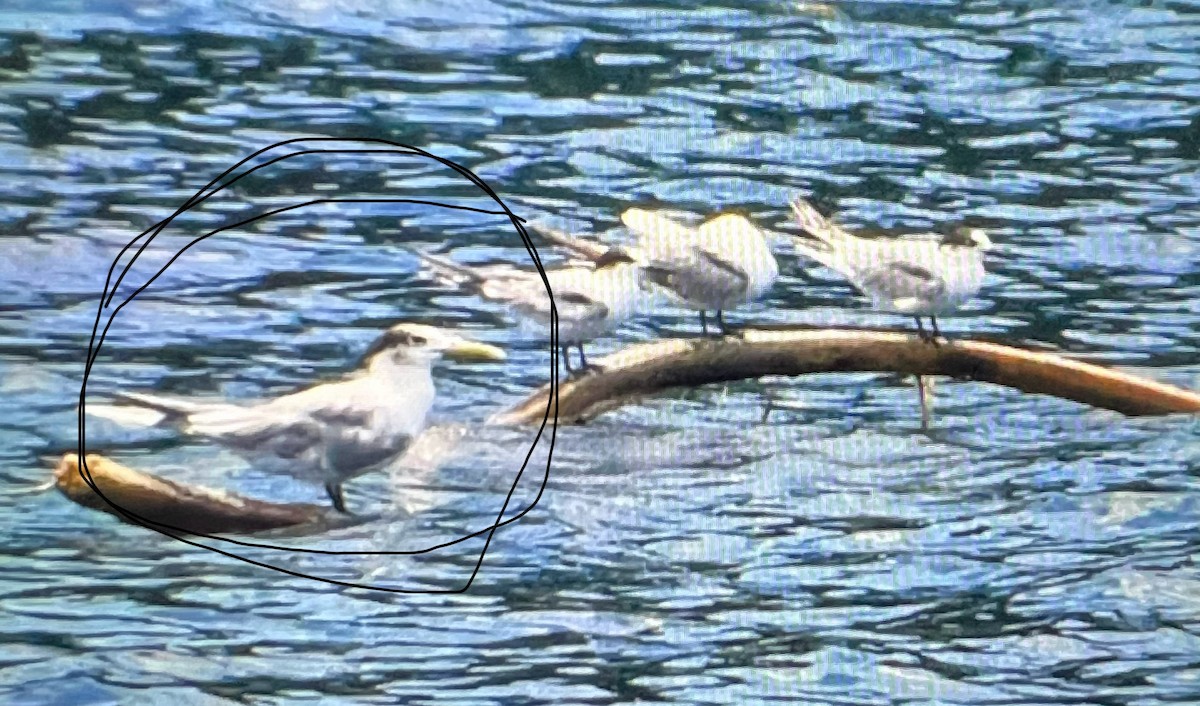Great Crested Tern - ML626010705