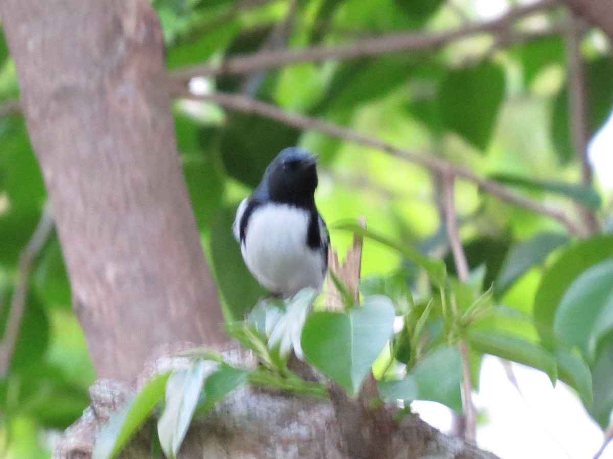 Black-throated Blue Warbler - ML626010731