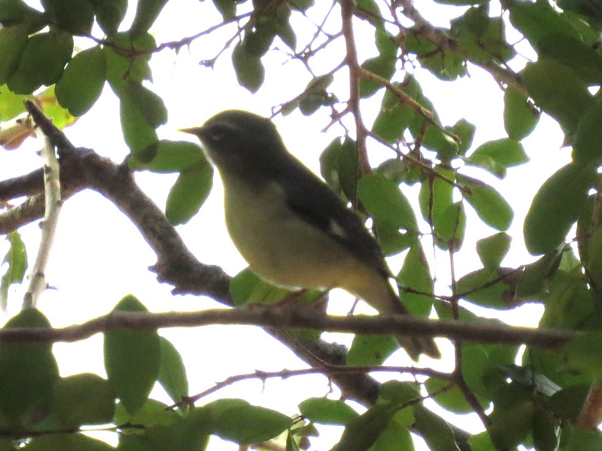 Black-throated Blue Warbler - ML626010744