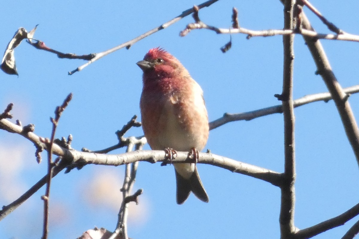 Purple Finch - ML626010774