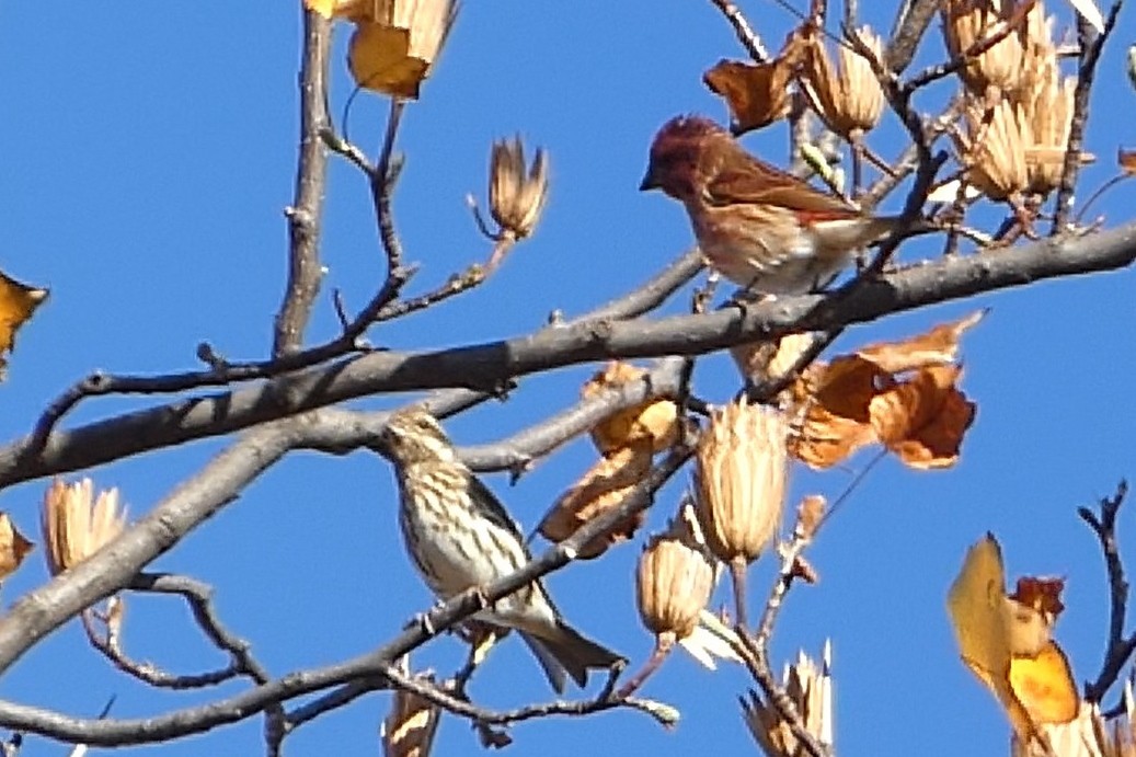 Purple Finch - ML626010775