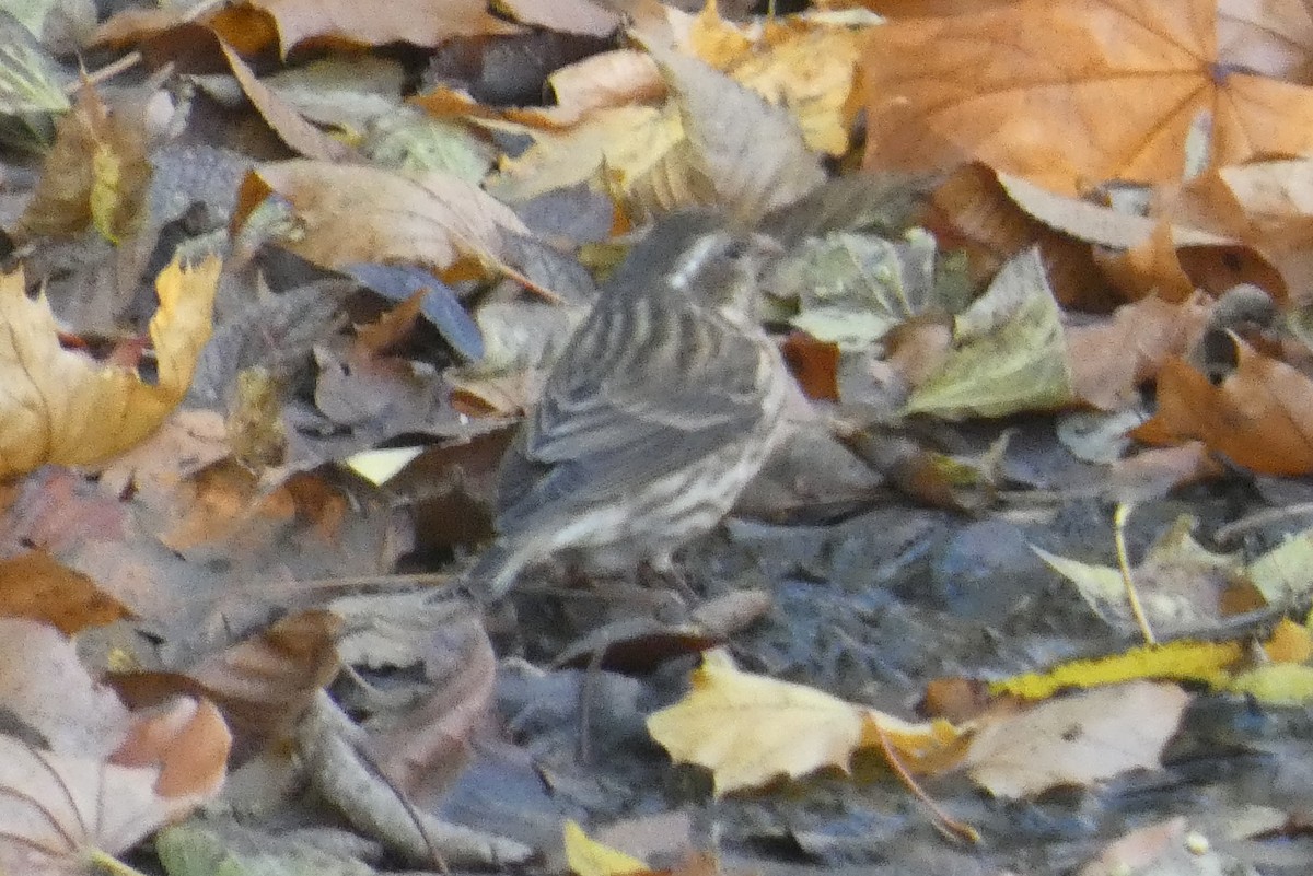 Purple Finch - ML626010776