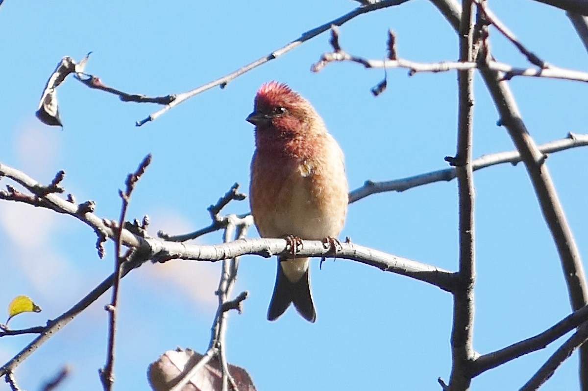 Purple Finch - ML626010777