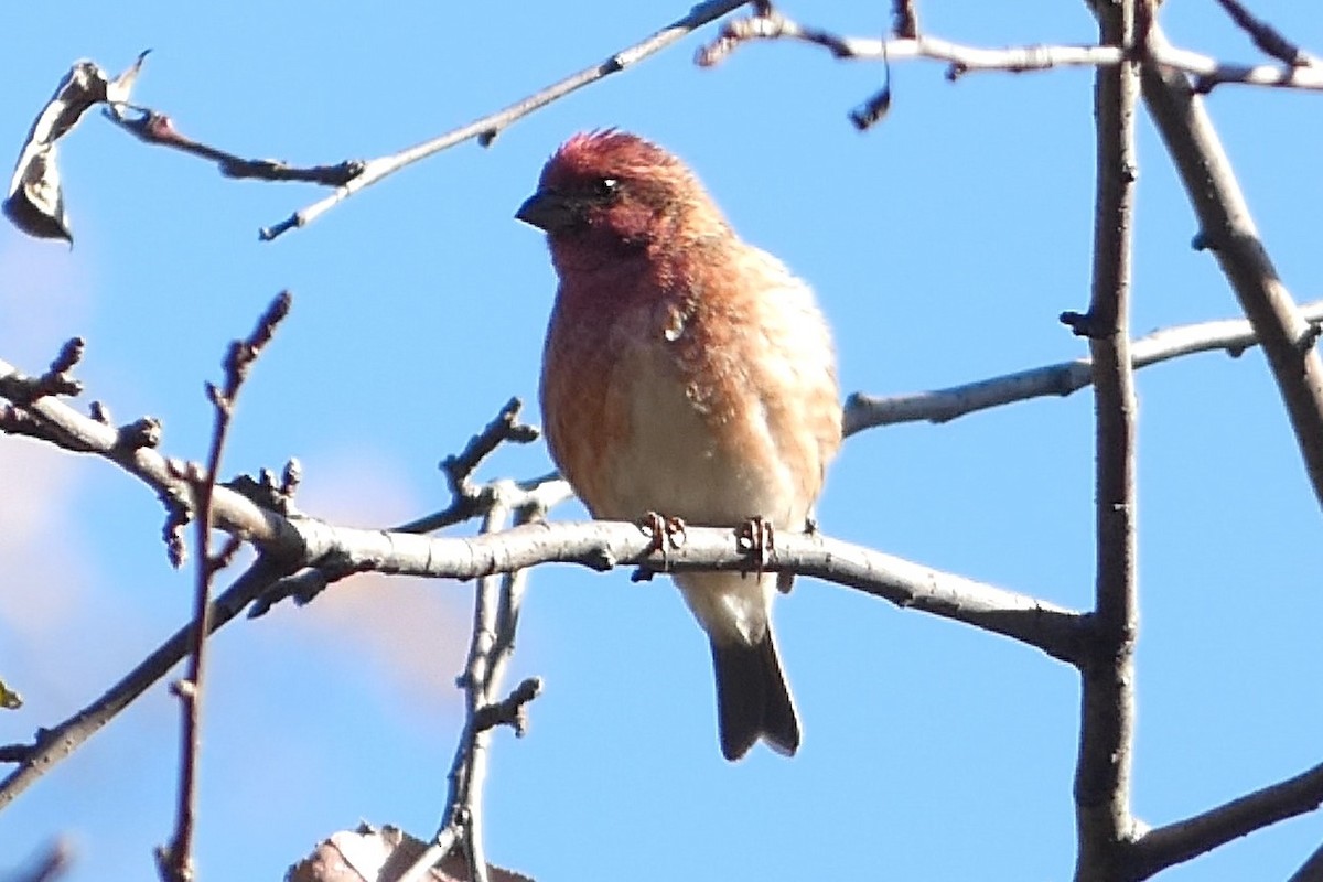 Purple Finch - ML626010778