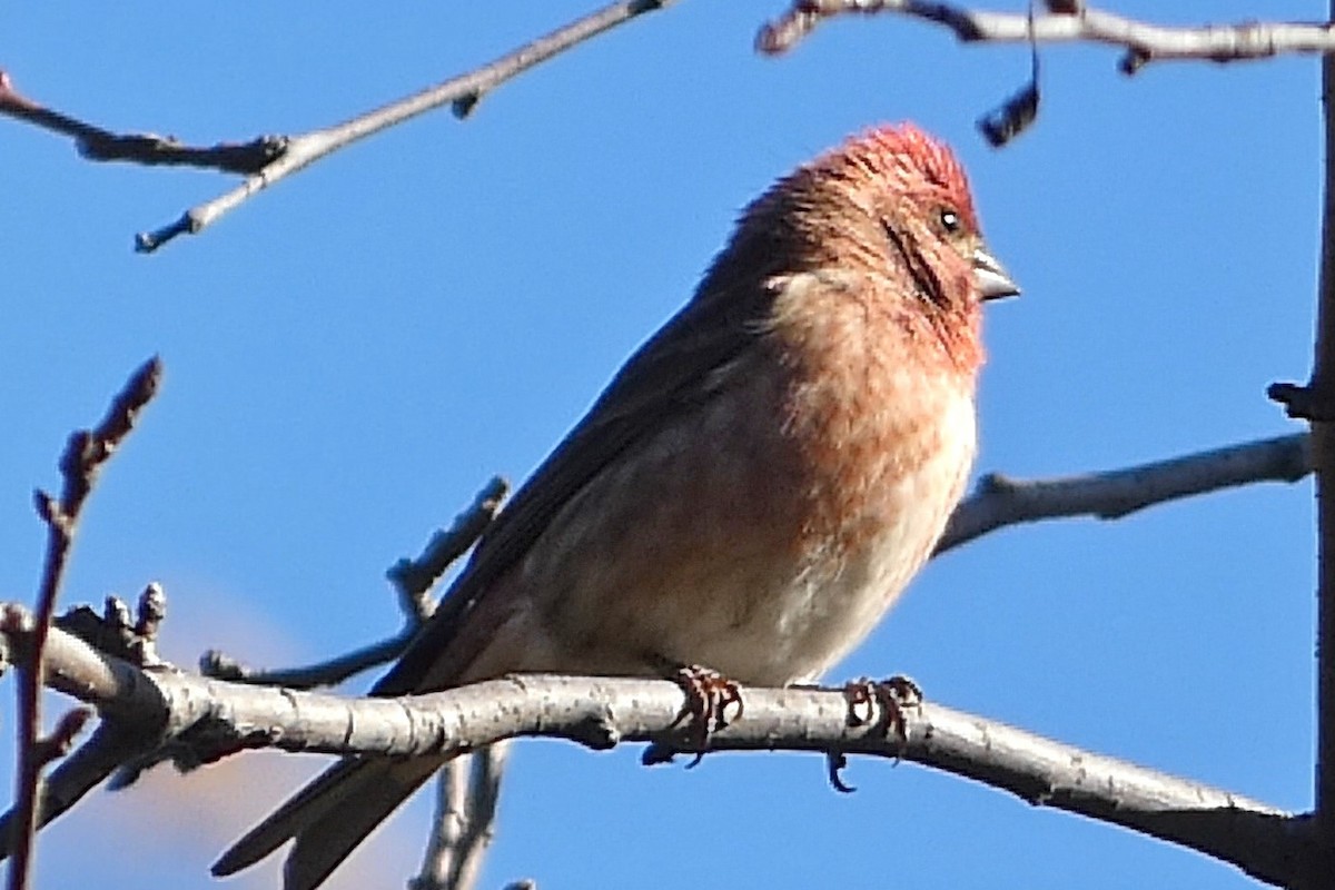 Purple Finch - ML626010779