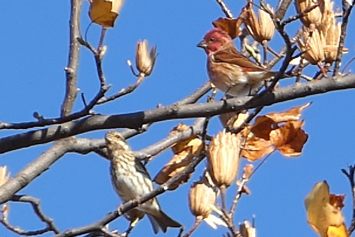 Purple Finch - ML626010780