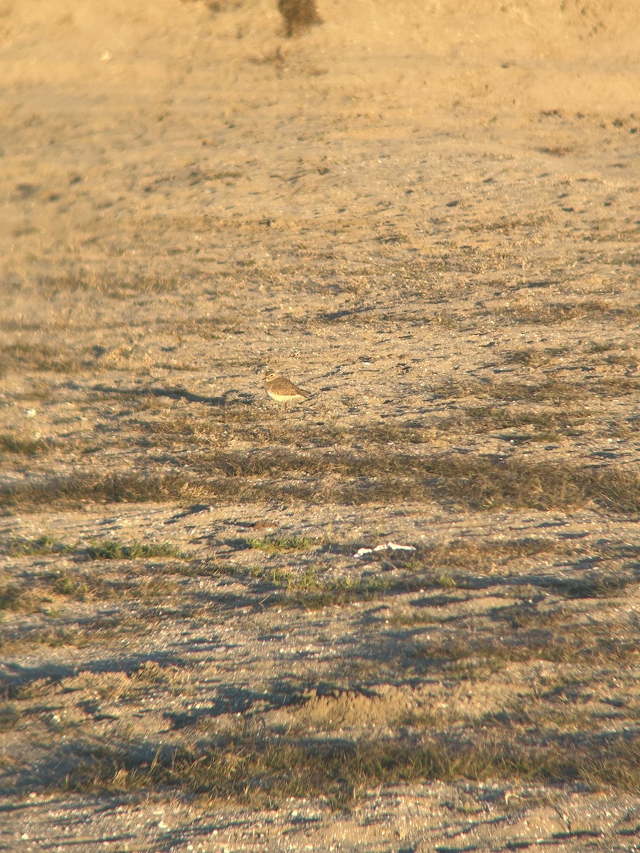 Mountain Plover - ML626010796