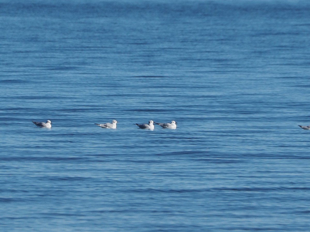 Bonaparte's Gull - ML626010805