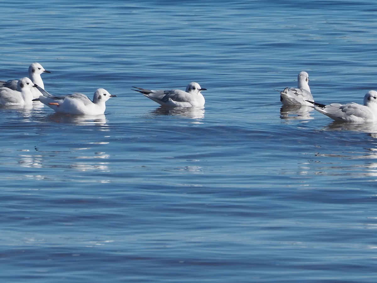 Bonaparte's Gull - ML626011082