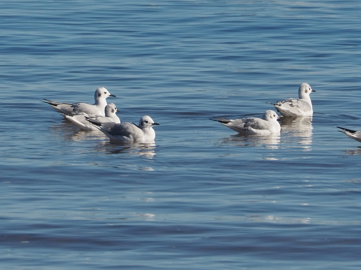 Bonaparte's Gull - ML626011083