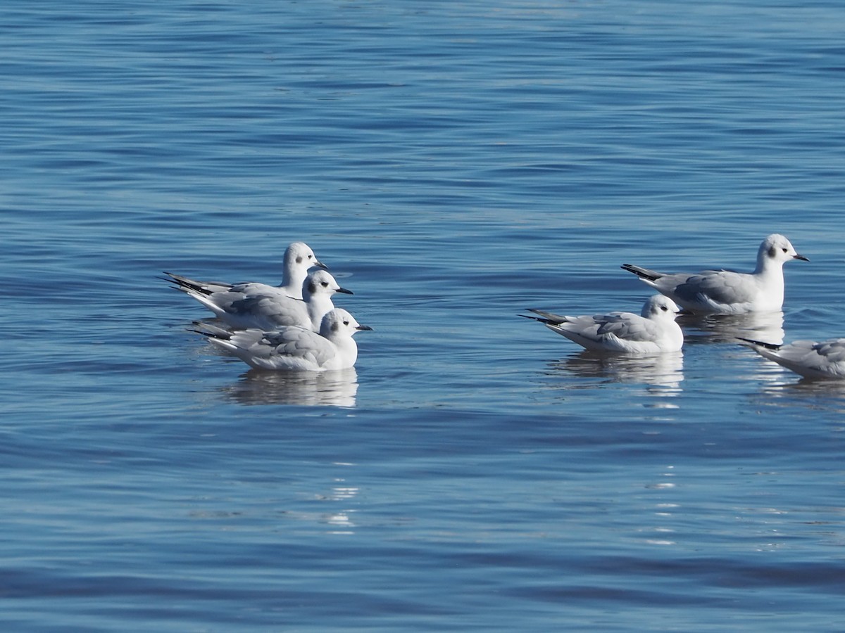 Bonaparte's Gull - ML626011084