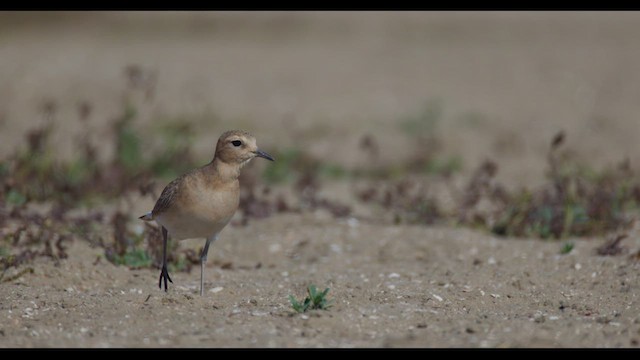 Mountain Plover - ML626011403
