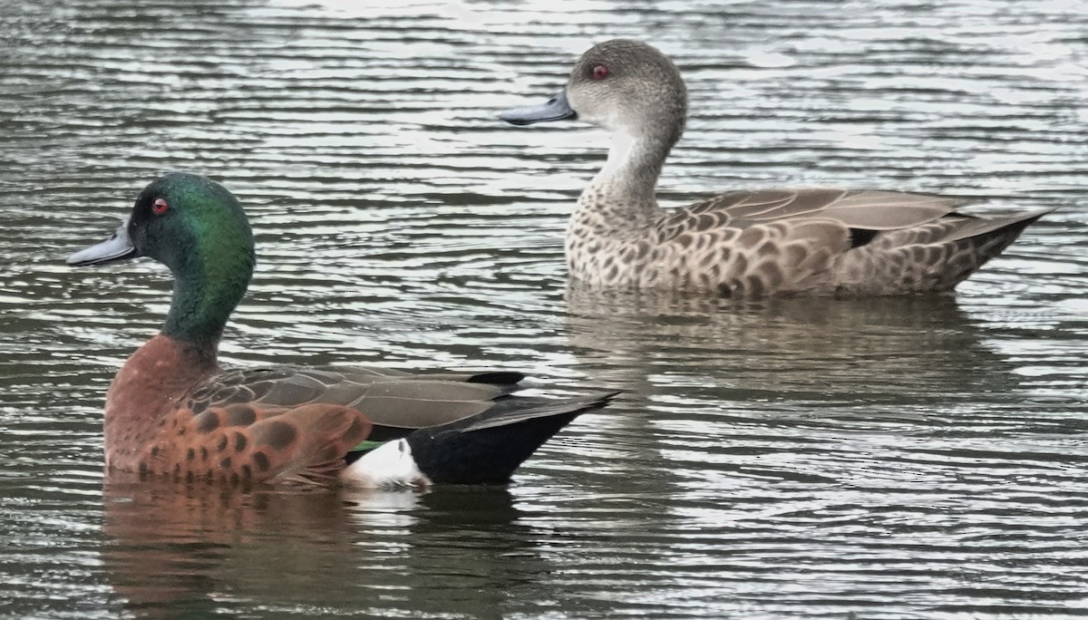 Chestnut Teal - ML626011554